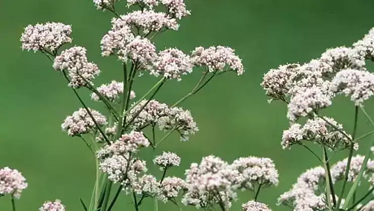 Valerian Kökünün Sıradışı Faydaları: Doğal Uyku Desteği ve Stres Azaltıcı