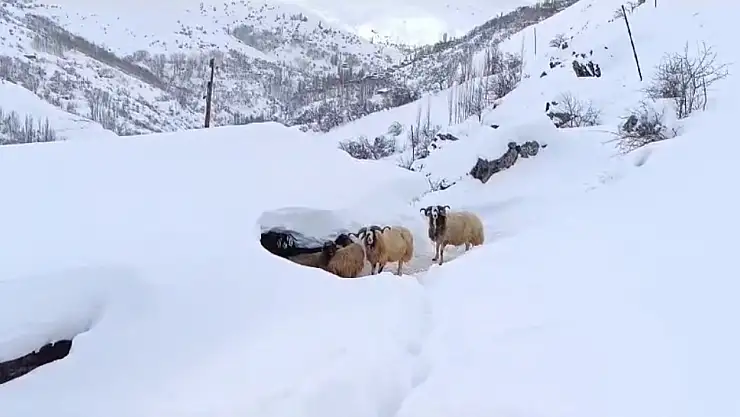 Van'da ev ve ahırlar kara gömüldü!