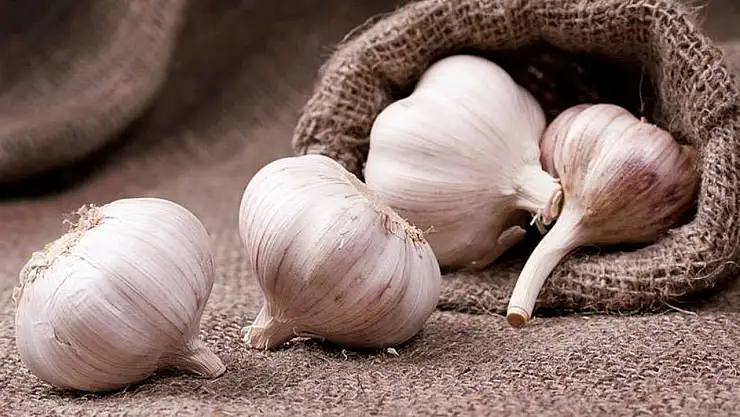 Virüslere karşı kalkan: Sarımsak