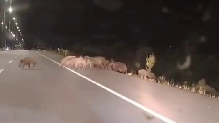 Yaban domuzları trafiği zora soktu!
