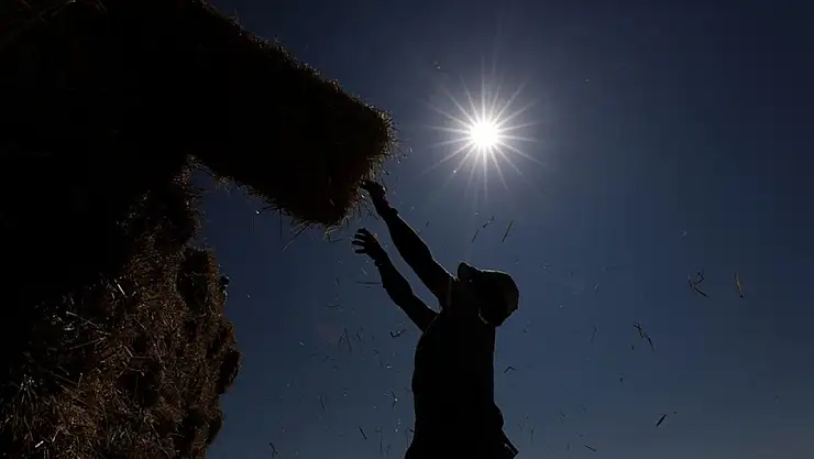Yaklaşık 900 milyon çiftçi için sıcaklık stresi alarmı