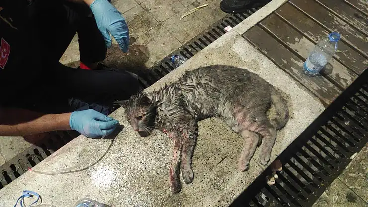 Yangın sonrası kalbi duran kediye itfaiye eli uzandı!