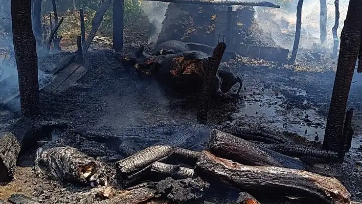 Yangında 2 büyükbaş hayvan telef oldu