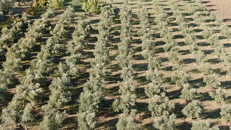 Yaprak sarmaya lezzet katıyor: Tarlada hasat başladı! Kilosunu 300 liraya satıyorlar…