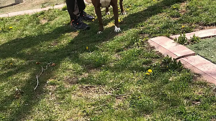Konya'da yasak ırk köpeğini ağızlıksız gezdirdi, polise yakalandı