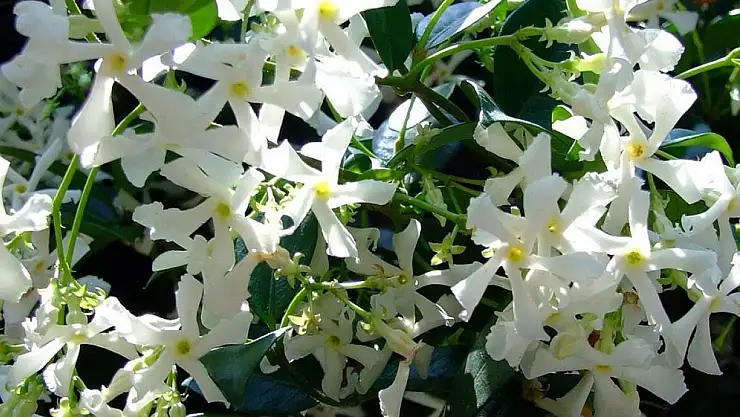 Yasemin Çiçeğinin Büyüleyici Dünyası: Sağlık ve Güzellikteki Sırlar