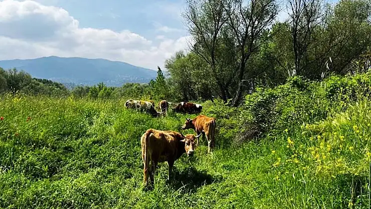 Yaylalarda kartpostallık manzaralar