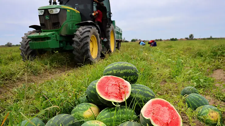 Yaz mevsimin vazgeçilmezi karpuz tarlada 7 TL!