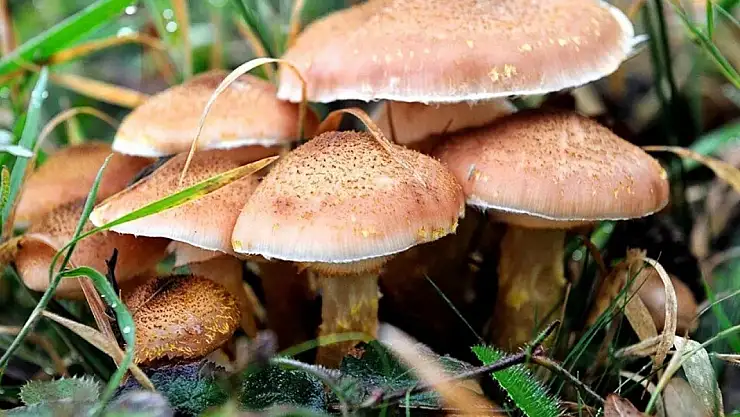 Yediği mantardan zehirlendiği iddia edilen kadın hayatını kaybetti