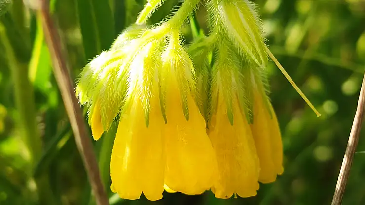 Yeni bir bitki türü keşfedildi