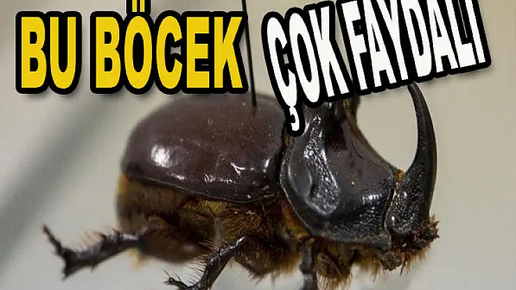 Yeni bir böcek türü keşfedildi...