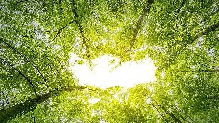 Yeşil Vatan: Yeni eğitim yılı başladı: İlk ders 'Yeşil Vatan'