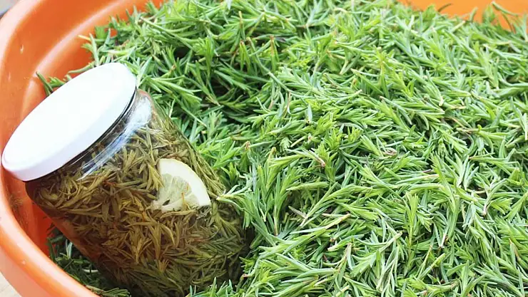 Yeşilini boşverin ne varsa siyahında var! Üstelik 1 kaşık tüketmek yeterli oluyor