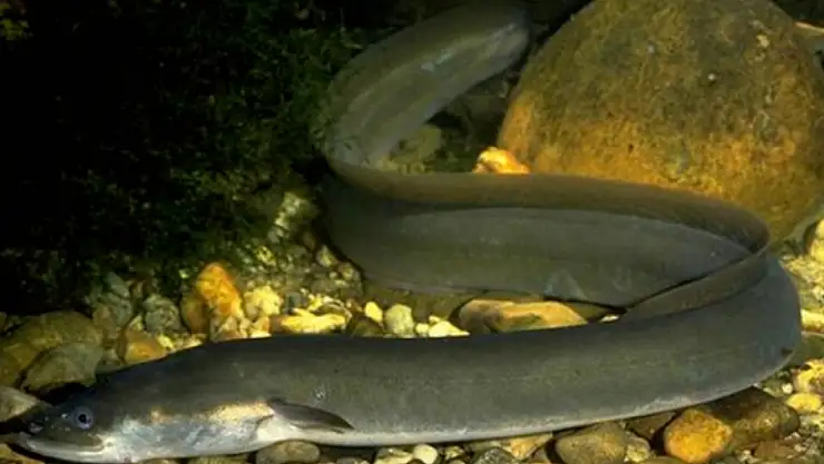 Yılan balıklarının deniz ekosistemine katkısı nedir? İşte yılan balıkları hakkında bilmeniz gereken her şey
