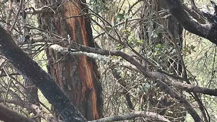 Yıldırım yangına neden oldu