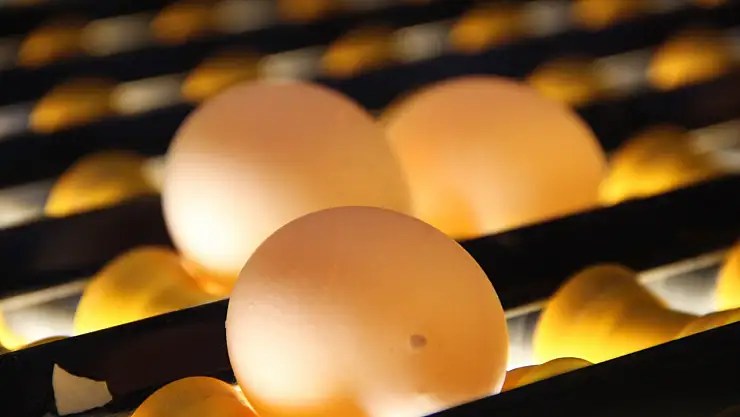 Yumurta fiyatlarındaki artış
