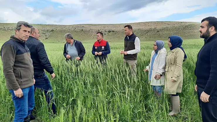Yunak'ta hububat ekili alanlara yakın takip