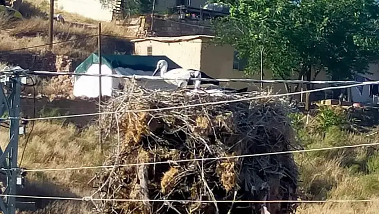 Yuvasından düşen leylek elektrik kesilerek yerine bırakıldı