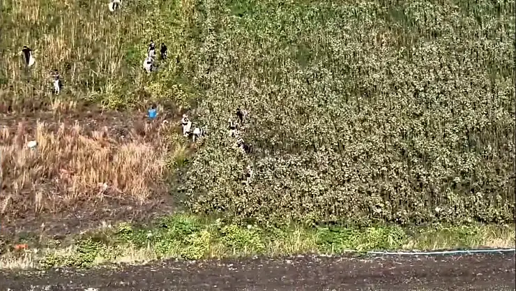 Zehir tarlasına operasyon: 3 tutuklama