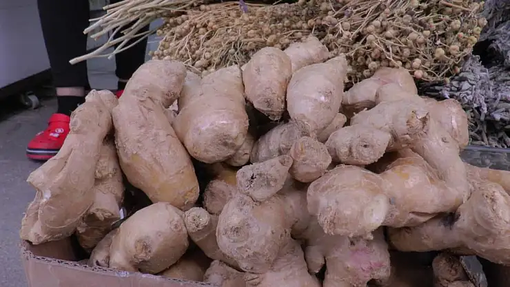 Zencefil yaz nezlesine iyi geliyor