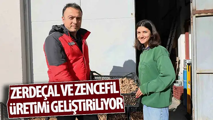 Zerdeçal ve zencefil üretimi geliştiriliyor