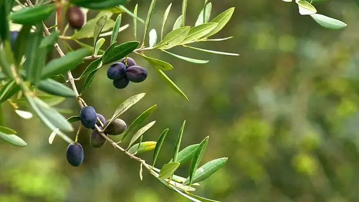 Zeytinlerin Sağlık Üzerindeki Faydaları Nelerdir? Zeytinin Kalp Sağlığına Etkisi Nedir?