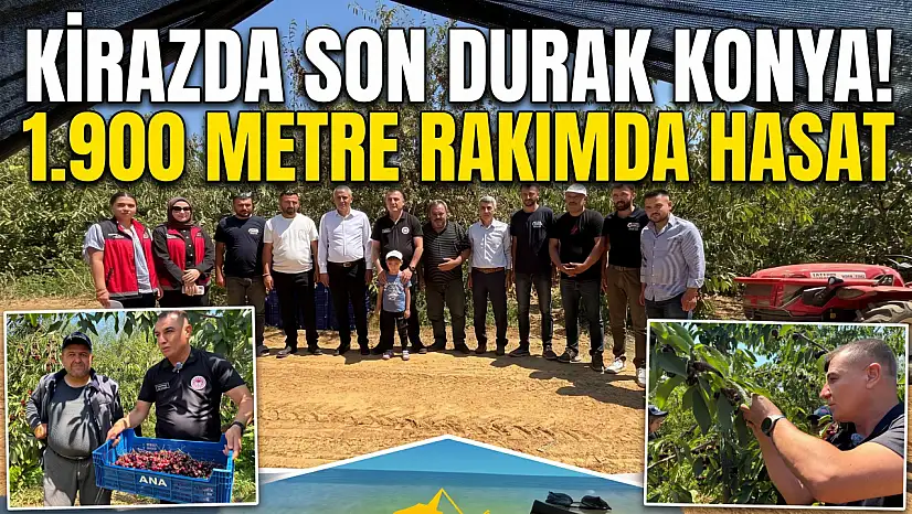 Kirazda son durak Konya!  Bin 900 metre rakımda hasat