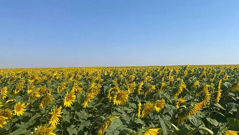 Konya'da ekipler bizzat sahaya indi: Tarım arazilerinde kritik inceleme