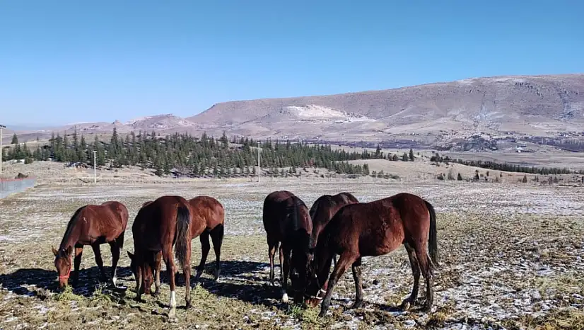 Konya'da hayvan sağlığı için ekipler sahada