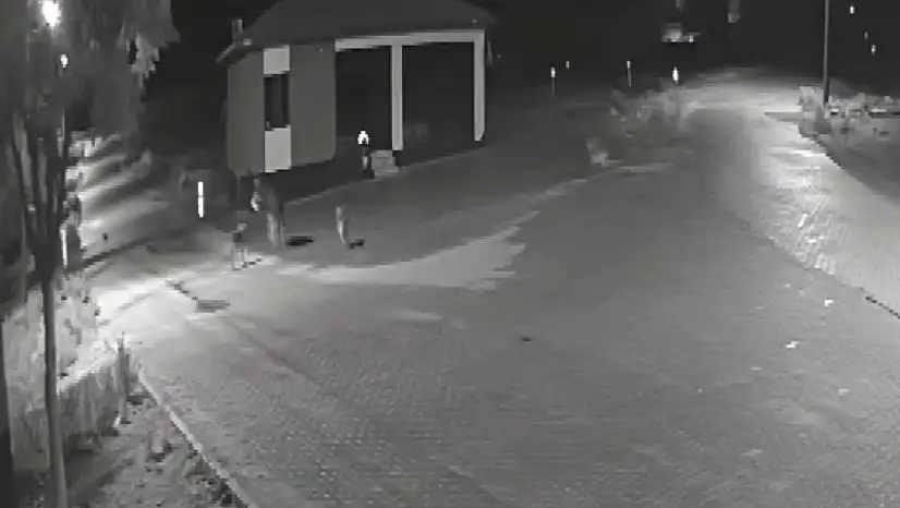 Konya'da mahalleli tedirgin: Kurt sürüsü yerleşim yerine girdi