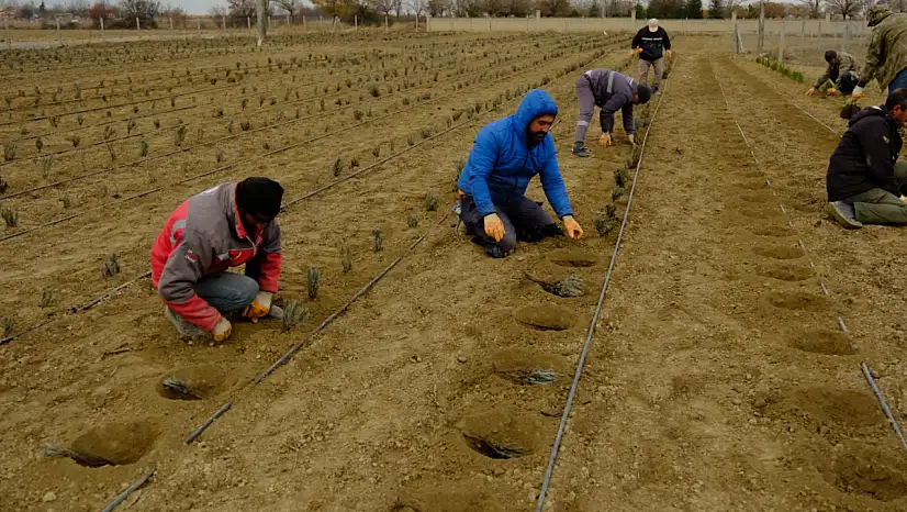 Konya kırsalında yeni gelir kapısı: Üretimi başladı!