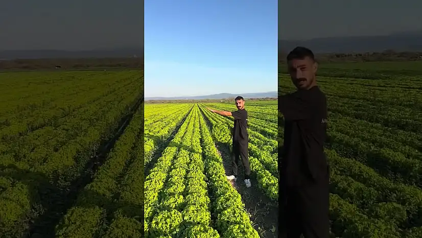 Marul fiyatı 2 liraya düşünce üretici tepkisini videoyla gösterdi: Satarsam şerefsizim