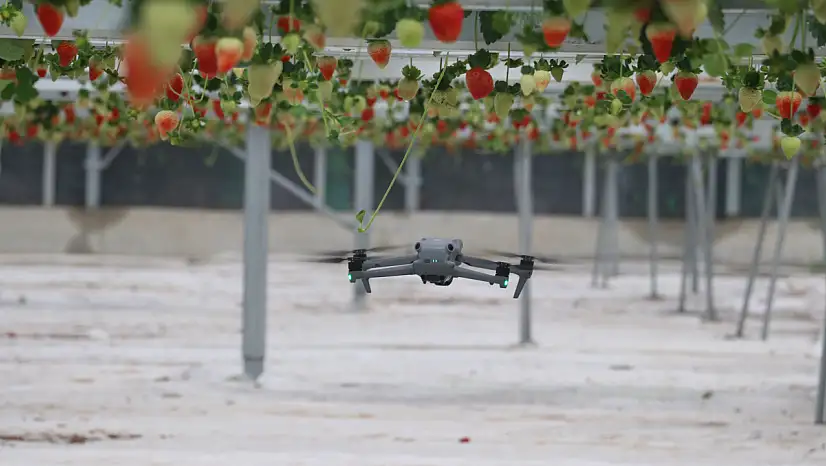 Yapay zeka tarlaya girdi: Dronlarla üretilip dünyaya satılıyor