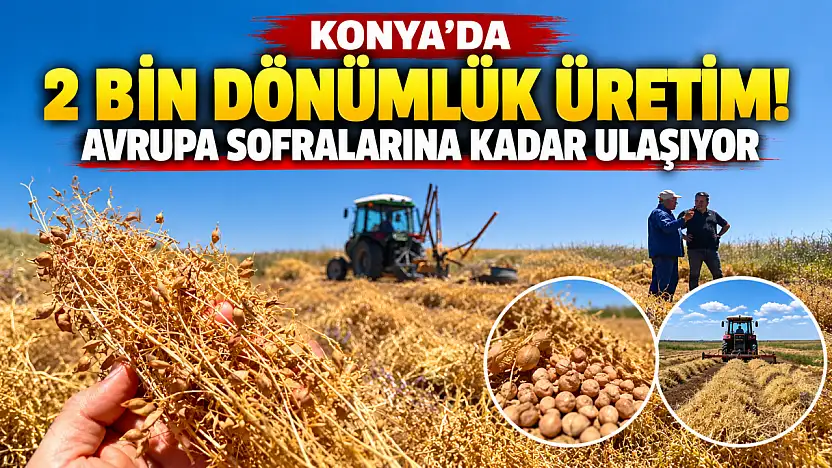 Konya'da 2 bin dönümlük üretim! Avrupa sofralarına kadar ulaşıyor