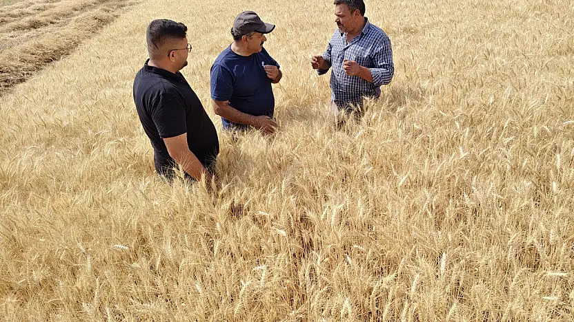 Konya'da ekmeklik buğday verimi arttı mı? Uzman isim açıkladı: