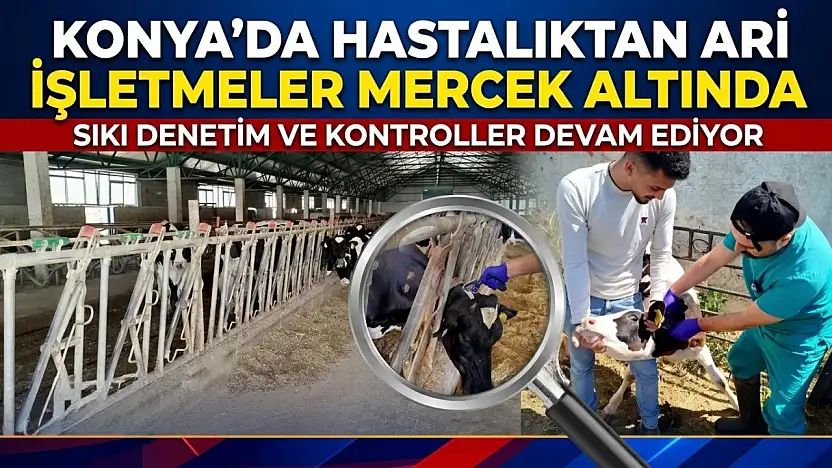 Konya'da hastalıktan ari işletmeler mercek altında