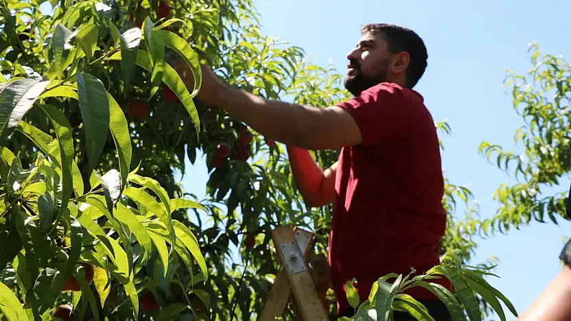 Konya'ya sevkiyat başladı! Üreticiler bu sezon için iddialı konuştu