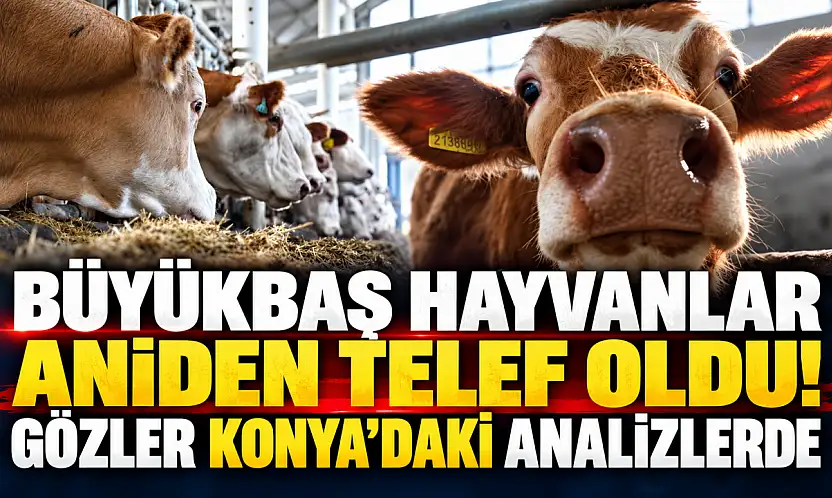 Büyükbaş hayvanlar aniden telef oldu! Gözler Konya'daki analizlerde