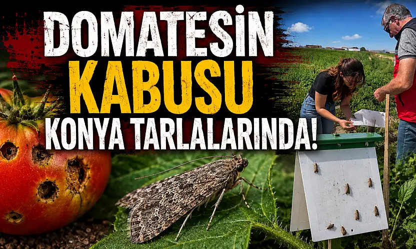 Domatesin kabusu Konya tarlalarında!