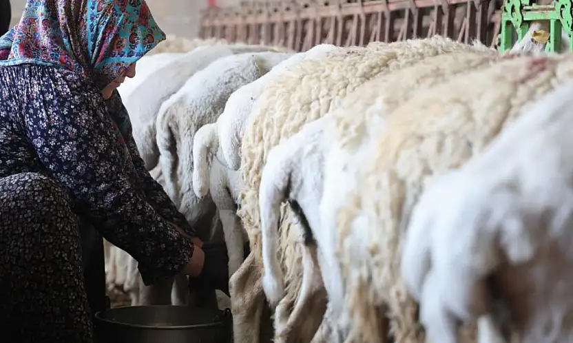 Gece dağda otluyor, sabah elle sağılıyor: Konya'da kadın emeği doğal peynire dönüşüyor