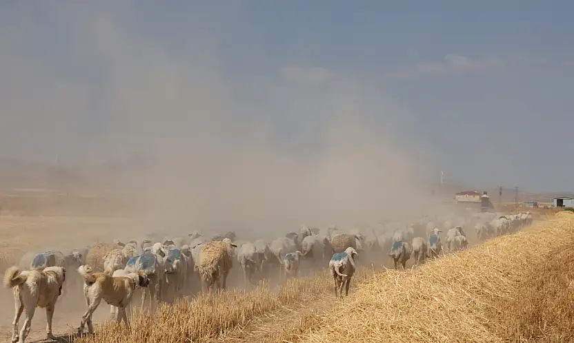 Gün doğumuyla birlikte Konya'da binlerce yıllık gelenek yeniden başlıyor