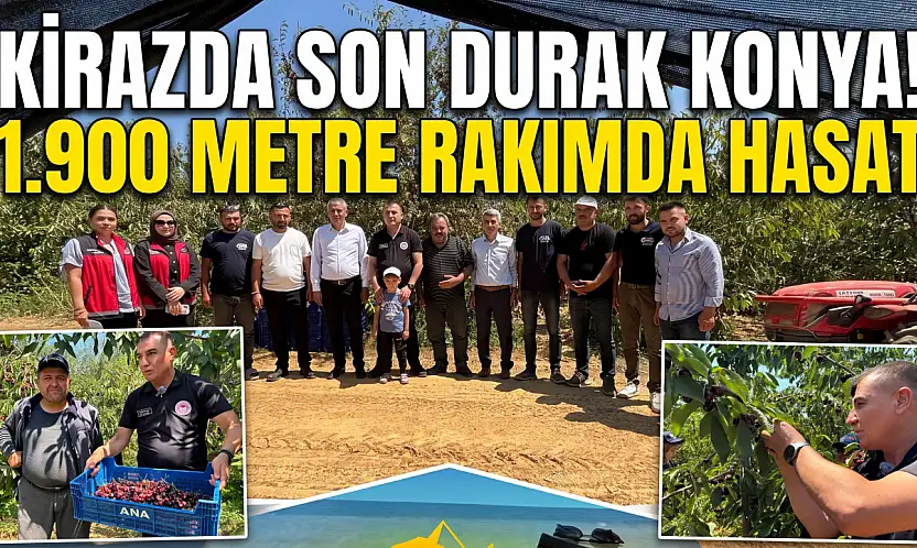 Kirazda son durak Konya!  Bin 900 metre rakımda hasat
