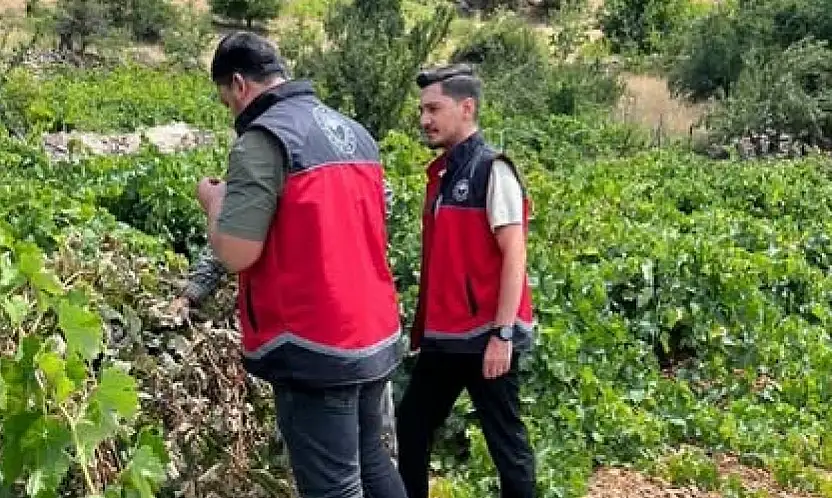 Konya bağlarında 'Salkım Güvesi' denetimi!