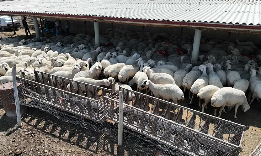 Konya Büyükşehir'den ücretsiz veteriner desteği