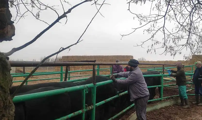 Konya çiftçisine 'sağlık' güvencesi: Veterinerler sahada
