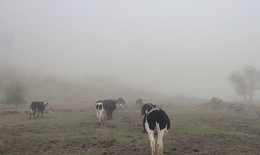 Konya'da 11 büyükbaş sırra kadem bastı! Jandarma operasyonuyla bulundu