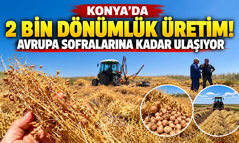 Konya'da 2 bin dönümlük üretim! Avrupa sofralarına kadar ulaşıyor