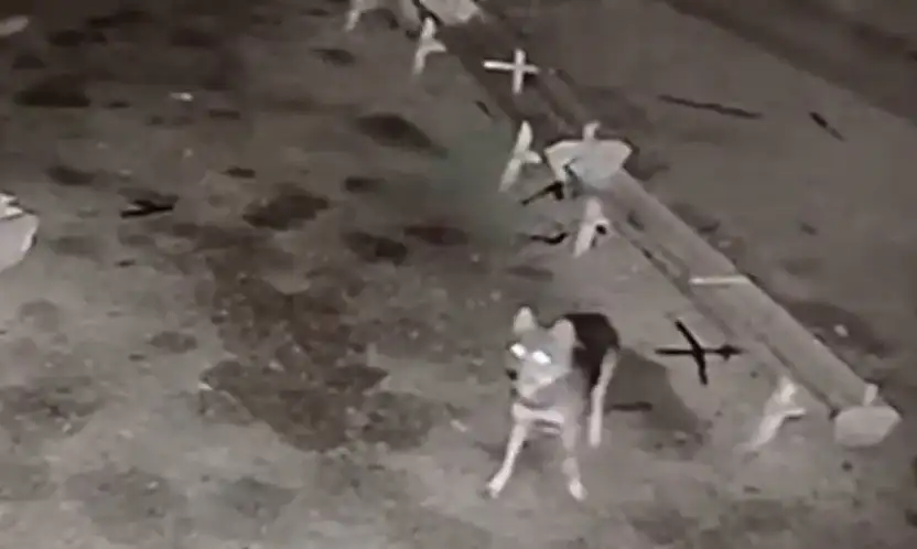 Konya'da ağıla giren kurt, katliam yaptı!