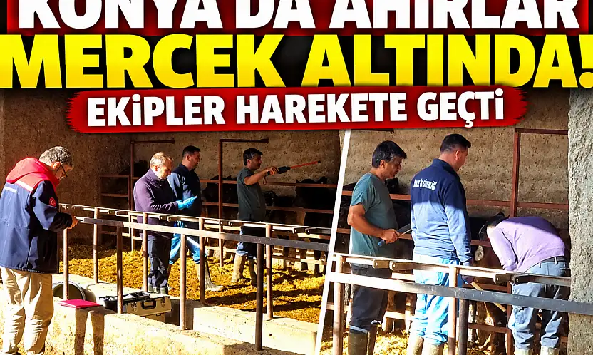 Konya'da ahırlar mercek altında! Ekipler harekete geçti