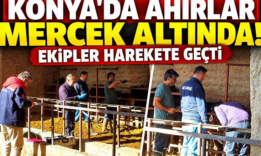Konya'da ahırlar mercek altında! Ekipler harekete geçti